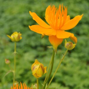 Trollblume 'Golden Queen' - 3 Stück