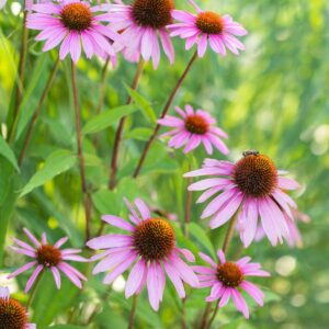 Sonnenhut 'Magnus' - 3 Stück