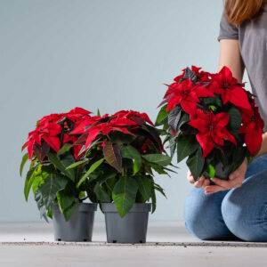 Weihnachtsstern 'Princettia' Rot - 3 Stück