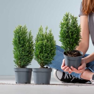 Scheinzypresse 'Snow White' - 3 Stück