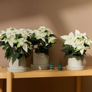 Weihnachtsstern 'Princettia' Weiß - 3 Stück