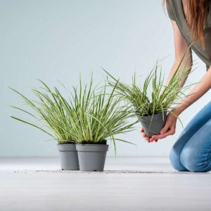 Acorus 'Gramineus' - weißbunt - 3 Stück