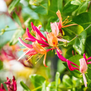 Geißblatt 'Goldflame'