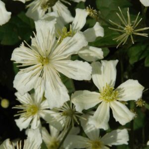 Immergrüne Clematis