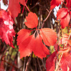 Jungfernrebe 'Engelmannii'