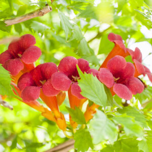 Trompetenblume 'Pink Panther'