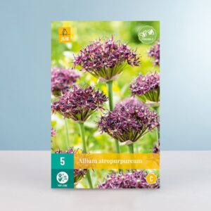 Allium 'Atropurpureum' - 5 Zwiebeln