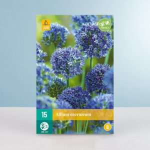 Allium 'Caeruleum' - 15 Zwiebeln