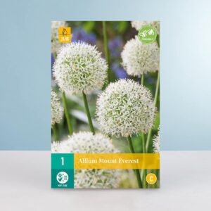 Allium 'Mount Everest' - 1 Zwiebel