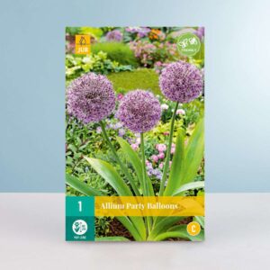 Allium 'Party Balloons' - 1 Zwiebel