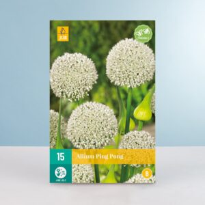 Allium 'Ping Pong' - 15 Zwiebeln
