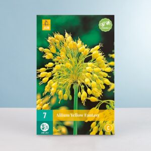 Allium 'Yellow Fantasy' - 7 Zwiebeln