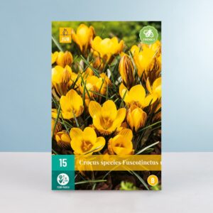 Botanischer Krokus 'Fuscotinctus' - 15 Knollen