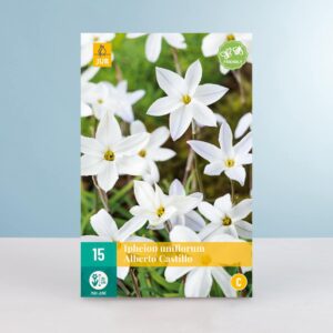 Frühlingsstern 'Albert Castillo' - 15 Zwiebeln