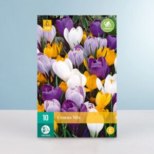 Großblumiger Krokus Mix - 10 Knollen