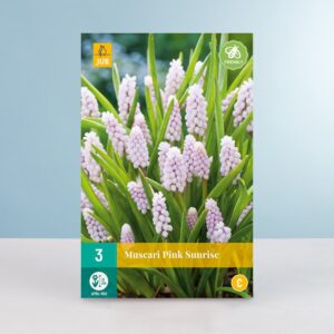 Traubenhyazinthe 'Pink Sunrise' - 3 Zwiebeln