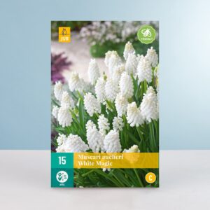 Traubenhyazinthe 'White Magic' - 15 Zwiebeln