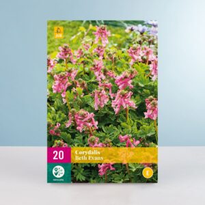 Lerchensporn 'Beth Evans' - 20 Knollen