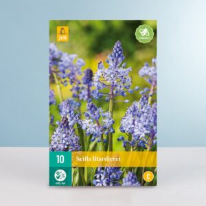 Amethyst-Blaustern - 10 Zwiebeln