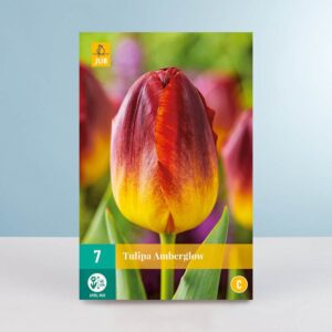 Triumph Tulpe 'Amberglow' - 7 Zwiebeln