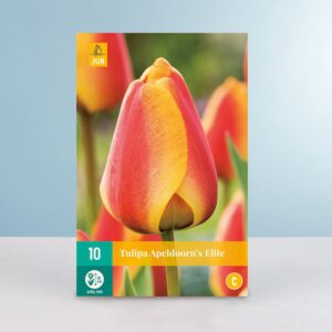 Darwin-Hybrid-Tulpe 'Apeldoorn's Elite' - 10 Zwiebeln