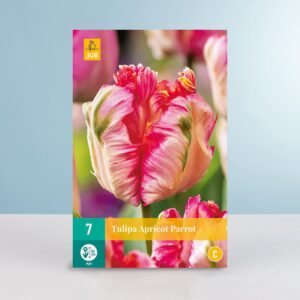 Gefüllte späte Tulpe 'Apricot Parrot' - 7 Zwiebeln