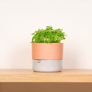 Keramik Bewässerungübertopf Beige - 14,5 cm