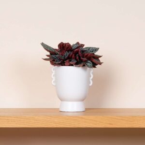 Keramik Übertopf Henkel Weiß