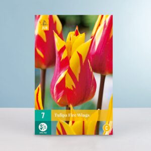 Lilienblütige Tulpe 'Fire Wings' - 7 Zwiebeln