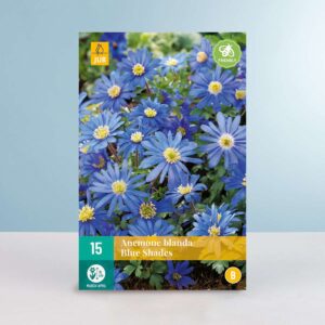 Balkan-Windröschen 'Blue Shades' - 15 Knollen