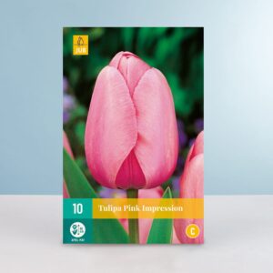 Darwin-Hybrid-Tulpe 'Pink Impression' - 10 Zwiebeln
