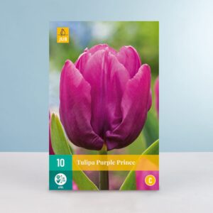 Einfache frühe Tulpe 'Purple Prince' - 10 Zwiebeln