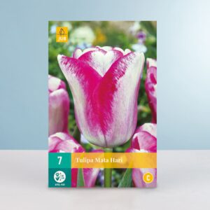 Einfache späte Tulpe 'Mata Hari' - 7 Zwiebeln