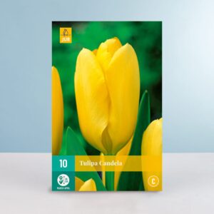 Fosteriana Tulpe 'Candela' - 10 Zwiebeln