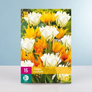 Fosteriana Tulpe 'Sunbath' - 15 Zwiebeln