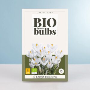 BIO Frühlings Krokus 'Jeanne d'Arc' - 10 Knollen