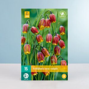 Fuchstrauben-Schachblume - 15 Zwiebeln