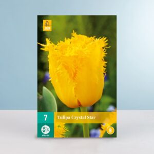 Gefranste-Tulpe 'Crystal Star' - 7 Zwiebeln