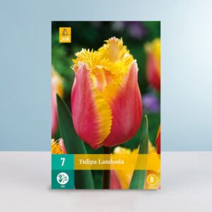 Gefranste-Tulpe 'Lambada' - 7 Zwiebeln