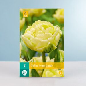 Gefüllte frühe Tulpe 'Avant Garde' - 7 Zwiebeln