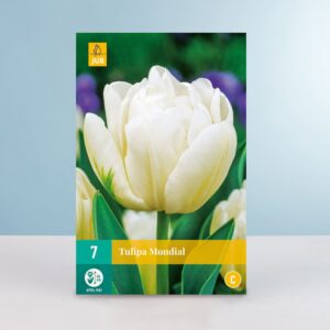 Gefüllte frühe Tulpe 'Mondial' - 7 Zwiebeln