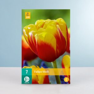 Gefüllte frühe Tulpe 'Shell' - 7 Zwiebeln