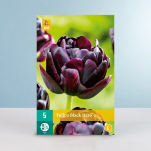 Gefüllte späte Tulpe 'Black Hero' - 5 Zwiebeln