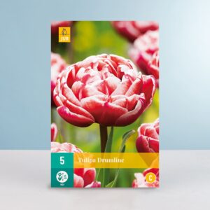 Gefüllte späte Tulpe 'Drumline' - 5 Zwiebeln