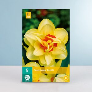 Gefüllte-Narzisse 'Tahiti' - 5 Zwiebeln