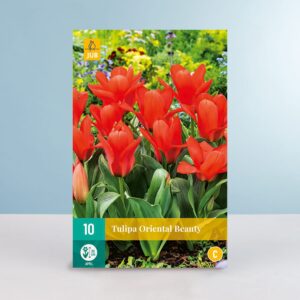 Greigii-Tulpe 'Oriental Beauty' - 10 Zwiebeln