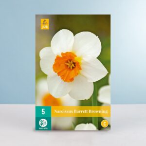 Großblumige Narzisse 'Barrett Browning' - 5 Zwiebeln