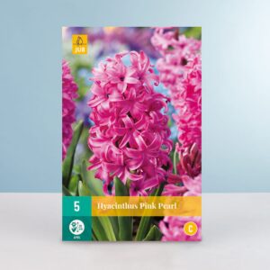 Hyazinthe 'Pink Pearl' - 5 Zwiebeln