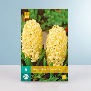Hyazinthe 'Yellowstone' - 5 Zwiebeln