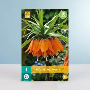 Kaiserkrone 'Aurora' - 1 Zwiebel